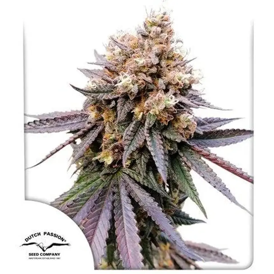 Gmo Fast X3-Dutch Passion 1