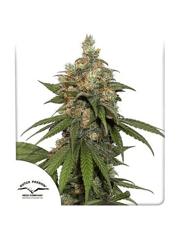 HIFI 4G  FEM X3-DUTCH PASSION 1