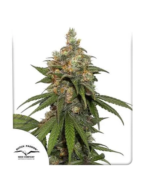 Hifi 4G Fem -Dutch Passion X3+1 2