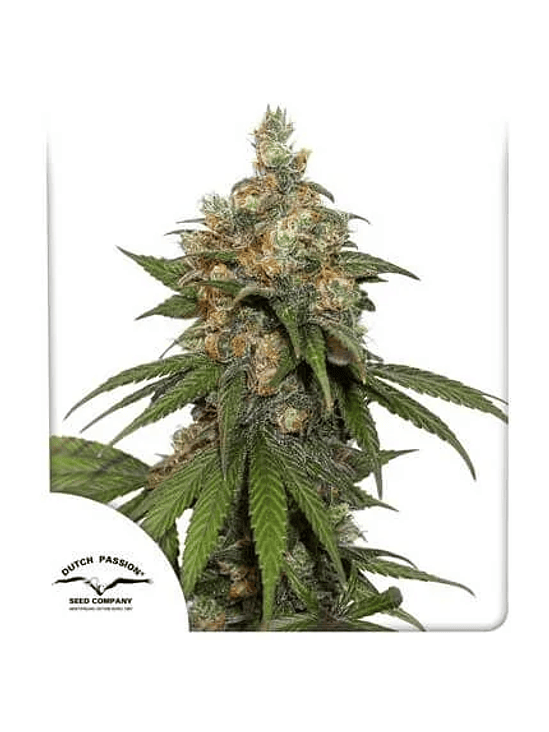 HIFI 4G  FEM X3-DUTCH PASSION 1