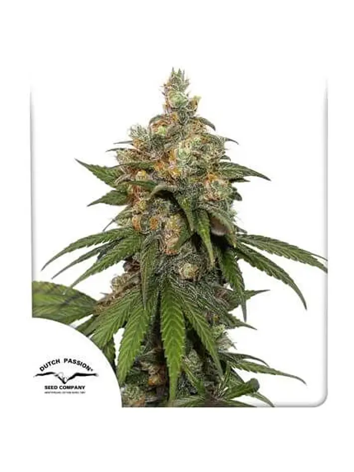 Hifi 4G Fem -Dutch Passion X3+1 2