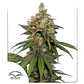 Hifi 4G Fem -Dutch Passion X3+1 - Miniatura 2