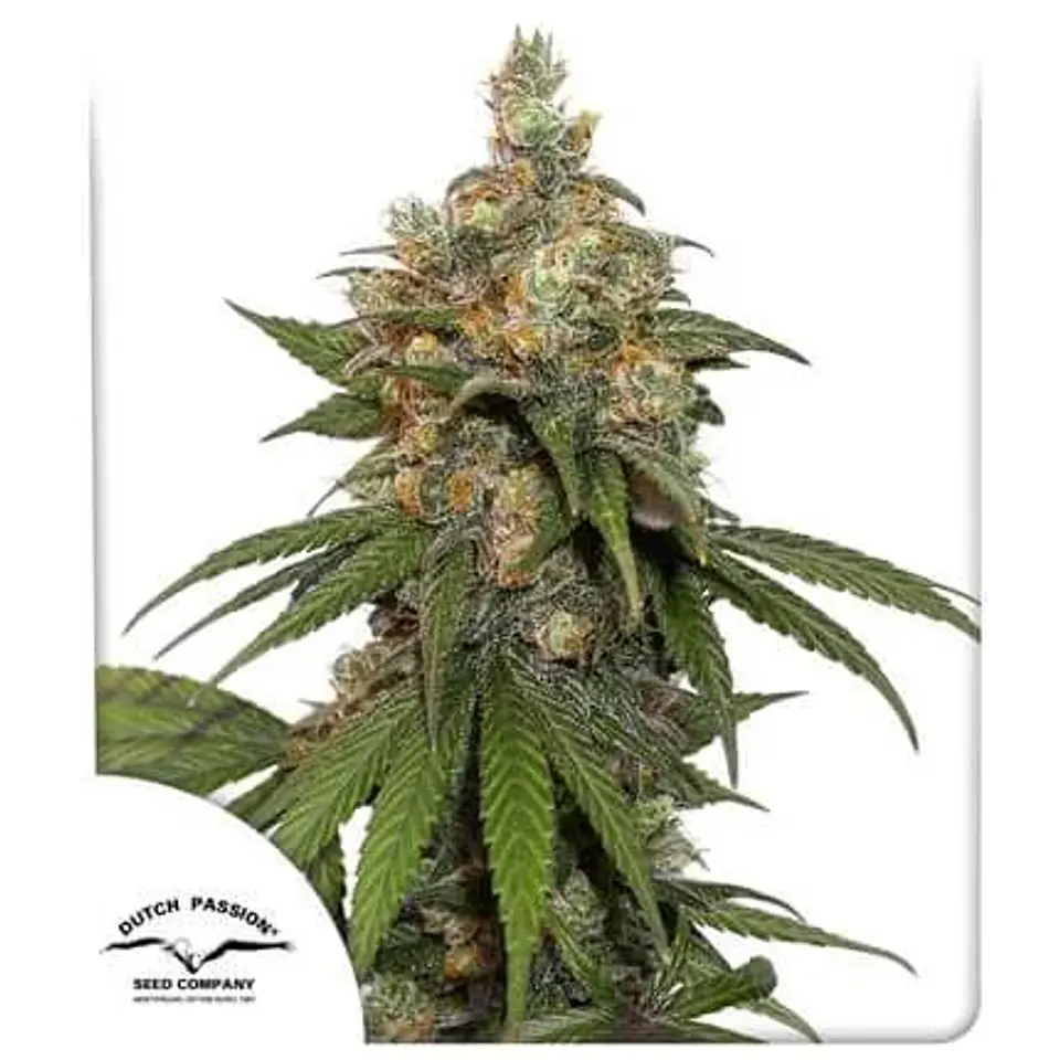 Hifi 4G Fem -Dutch Passion X3+1 2