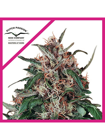 HOLLANDS HOPE FEM X3-DUTCH PASSION 1