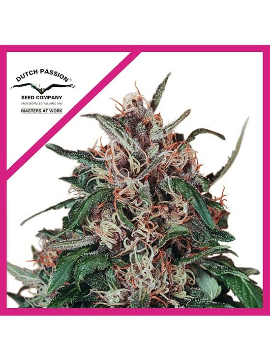 HOLLANDS HOPE FEM X3-DUTCH PASSION 1