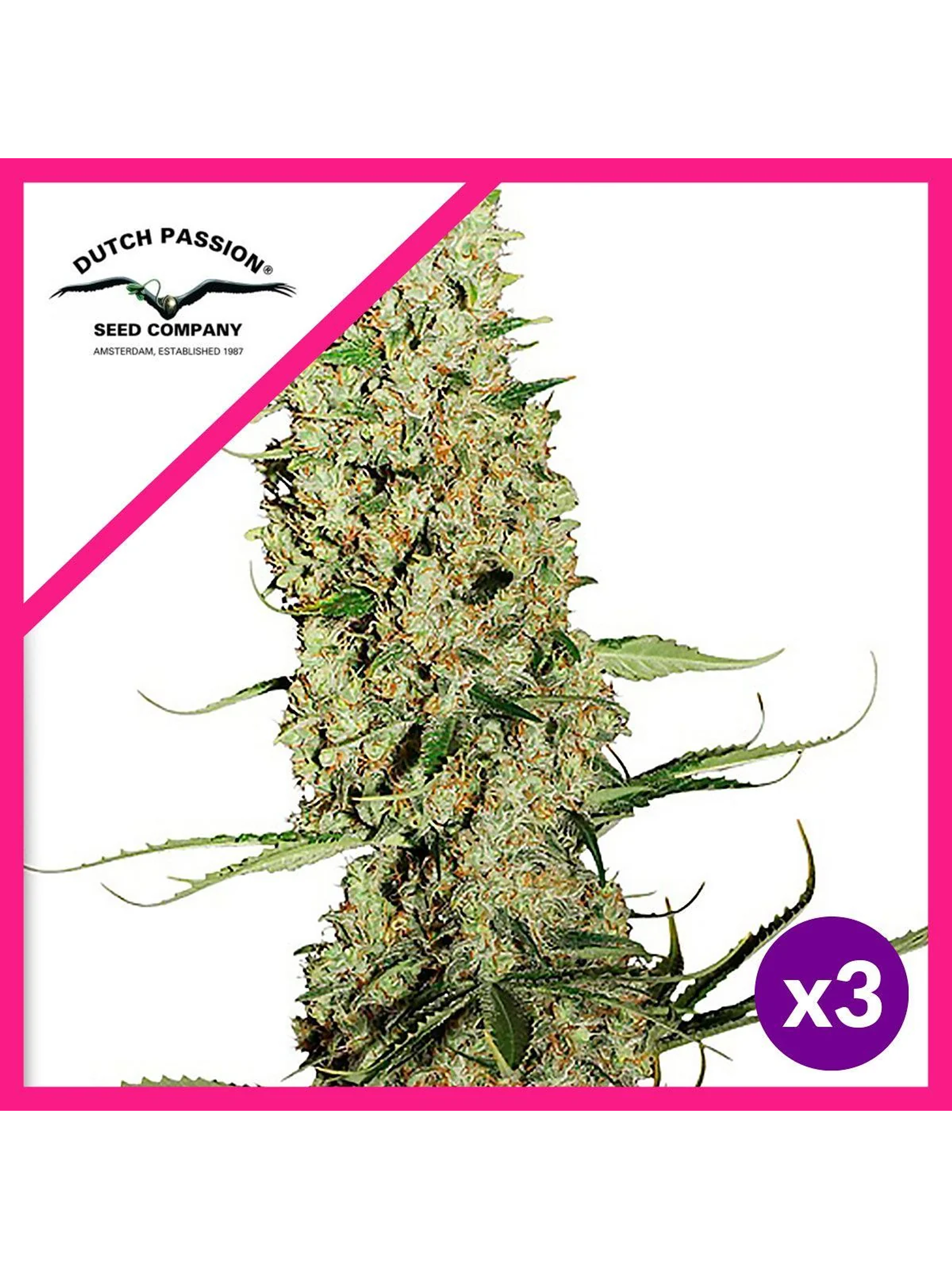 Jorge S Diamond Fem X3-Dutch Passion 1