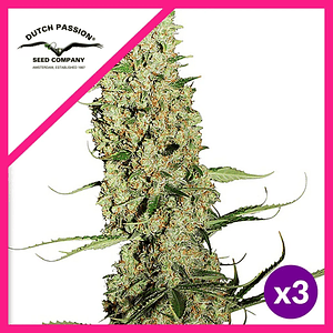 Jorge S Diamond Fem X3-Dutch Passion