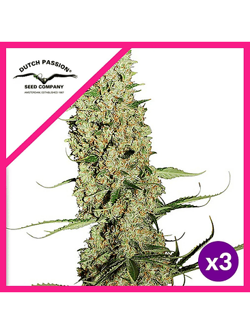 JORGE S DIAMOND FEM X3-DUTCH PASSION 1