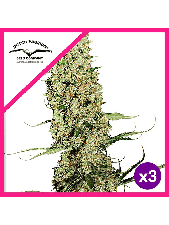 JORGE S DIAMOND FEM X3-DUTCH PASSION 1