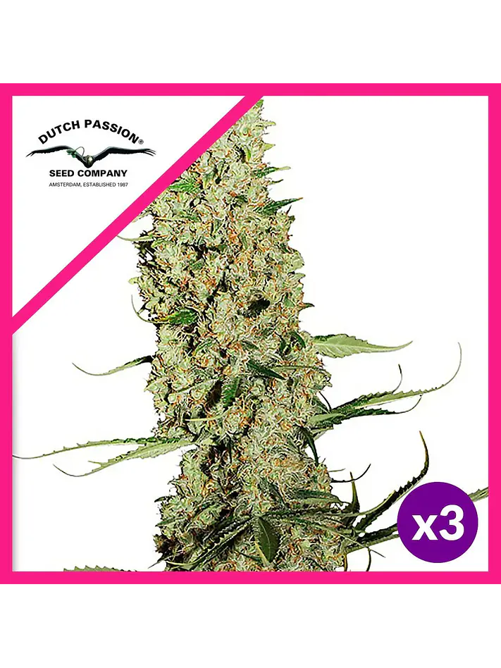 Jorge S Diamond Fem X3-Dutch Passion 1