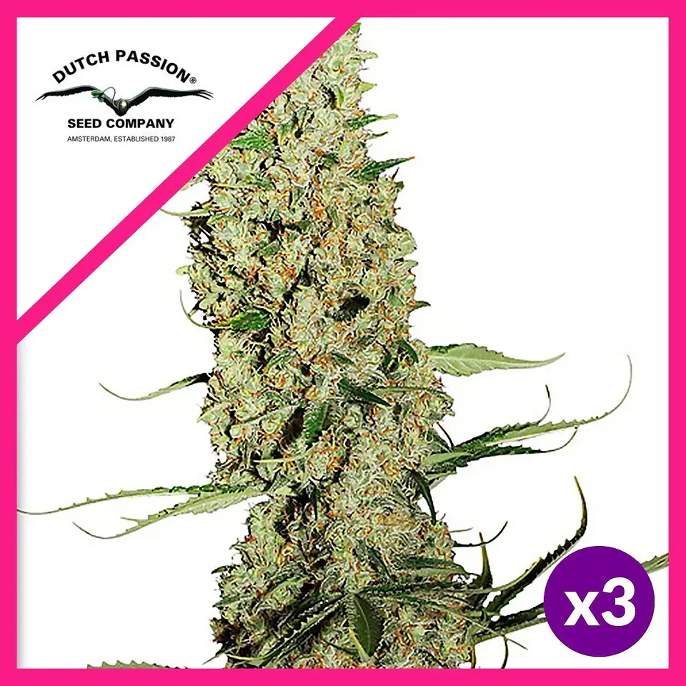 Jorge S Diamond Fem X3-Dutch Passion 1