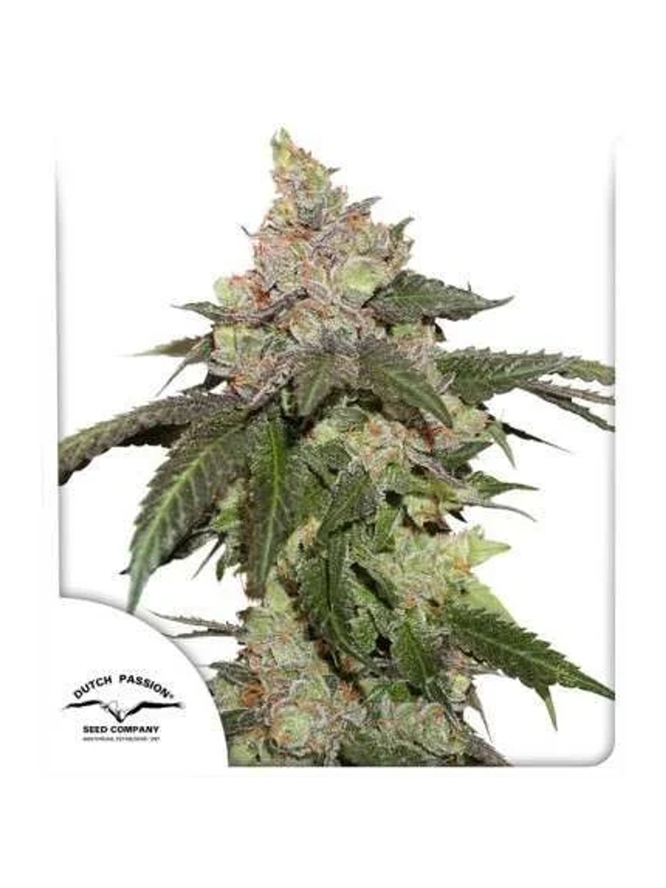 Kerosene Krash Fem -Dutch Passion (X3/X3+1) 1