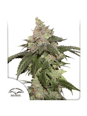 KEROSENE KRASH FEM X3-DUTCH PASSION 1