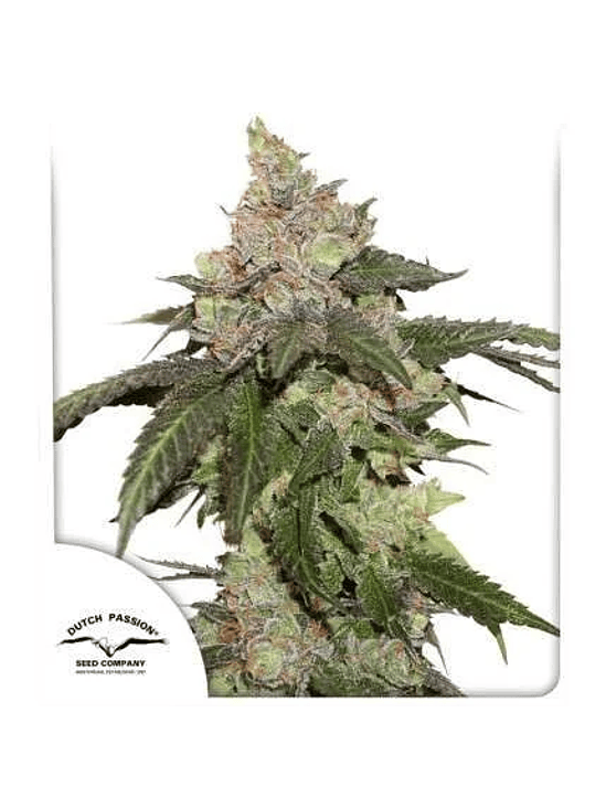 KEROSENE KRASH FEM X3-DUTCH PASSION 1