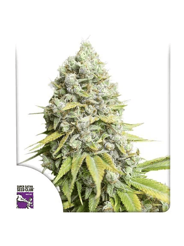 KOSHER HAZE FEM X3-SUPER SATIVA SEED CLUB 1