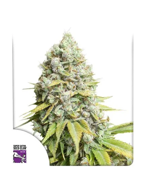 Kosher Haze Fem X3-Super Sativa Seed Club 1