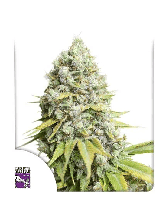 KOSHER HAZE FEM X3-SUPER SATIVA SEED CLUB 1