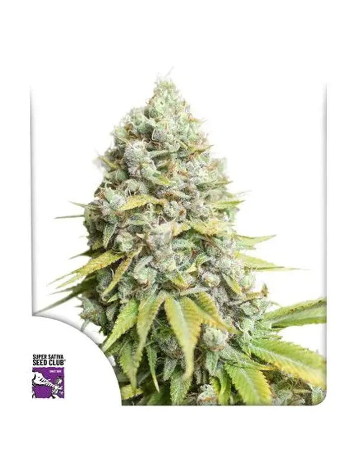 Kosher Haze Fem X3-Super Sativa Seed Club 1