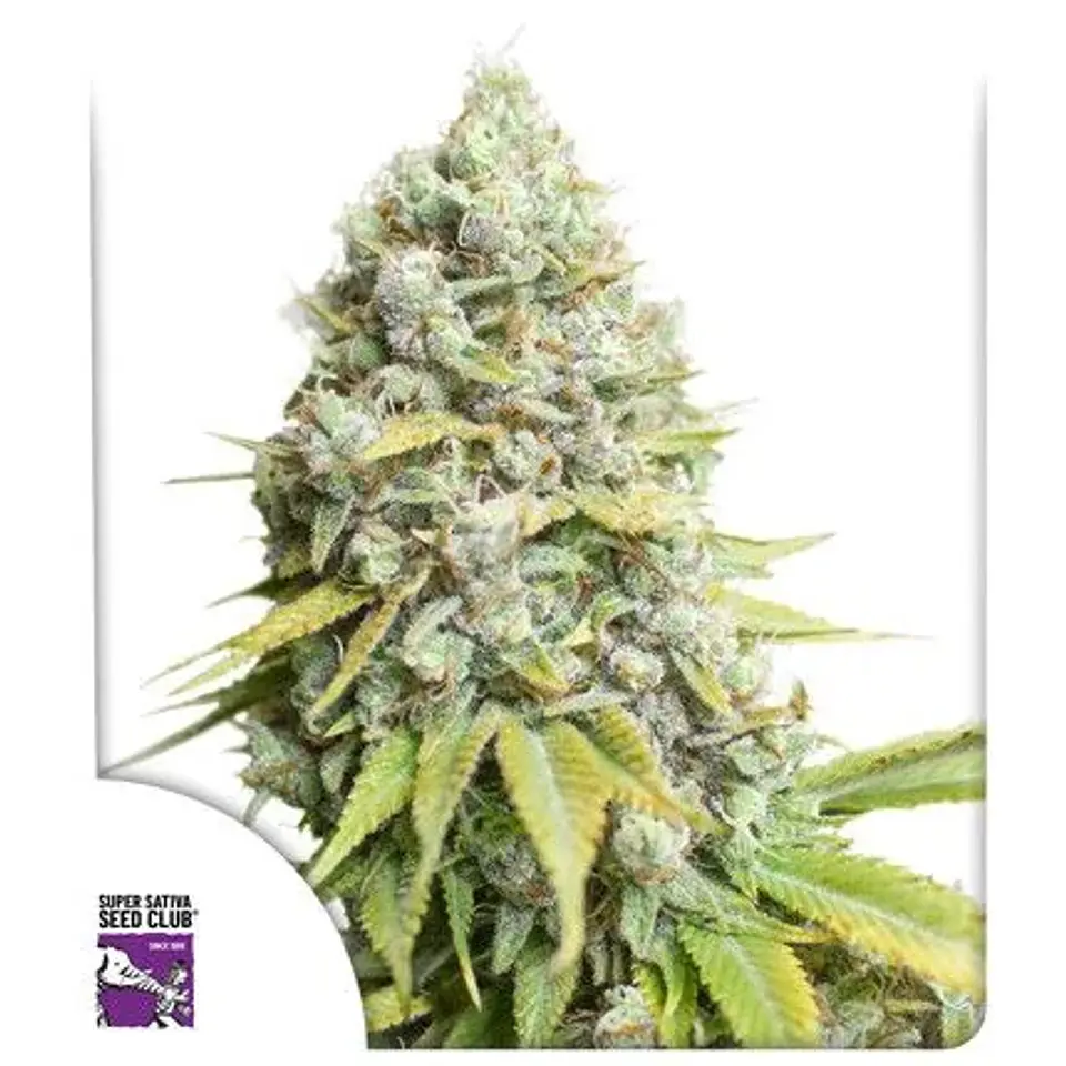 Kosher Haze Fem X3-Super Sativa Seed Club 1