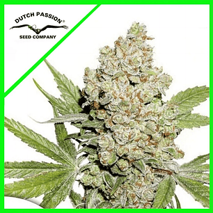 LEMON KIX AUTO X3-DUTCH PASSION