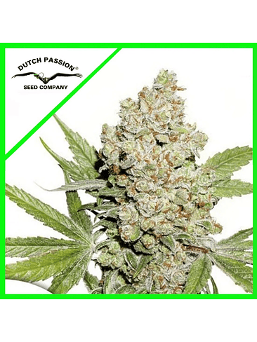 LEMON KIX AUTO X3-DUTCH PASSION 1