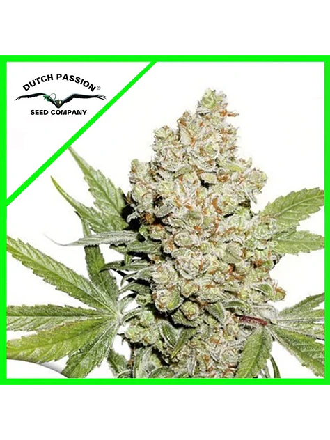 Lemon Kix Auto -Dutch Passion X3+1 1