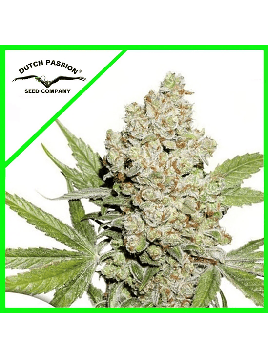 LEMON KIX AUTO X3-DUTCH PASSION 1