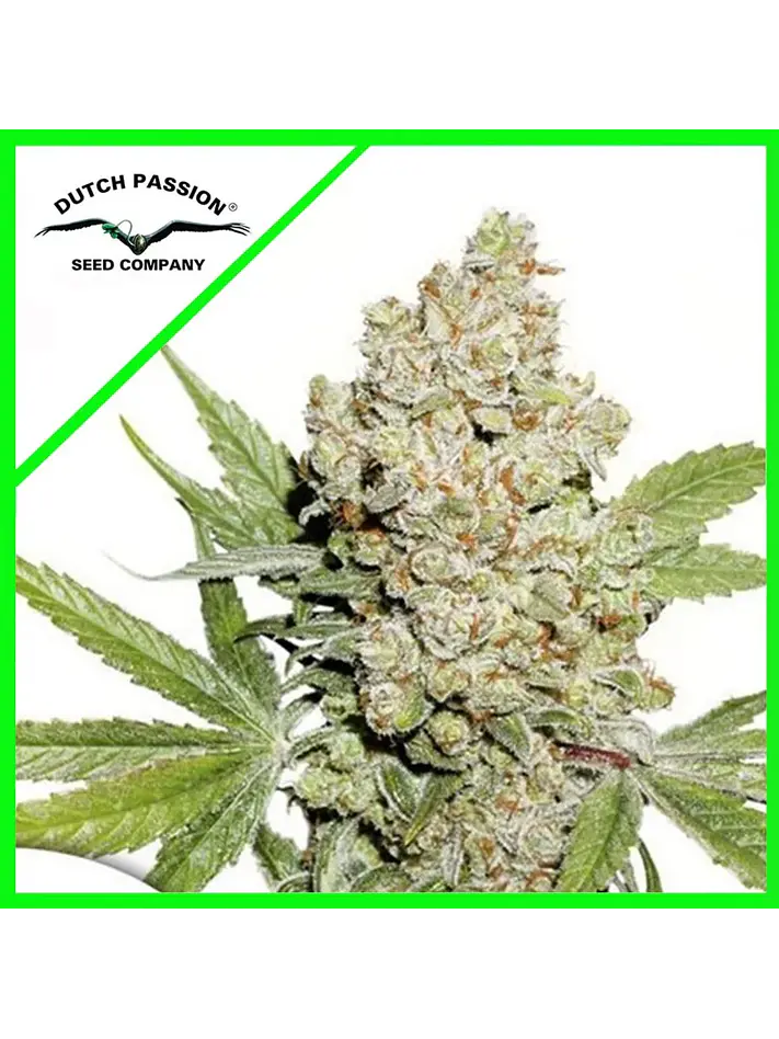 Lemon Kix Auto -Dutch Passion X3+1 1