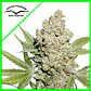 Lemon Kix Auto -Dutch Passion X3+1 - Miniatura 1