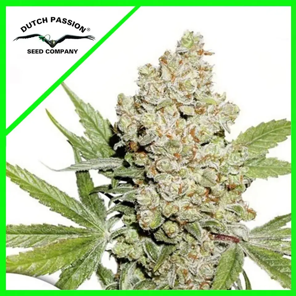 Lemon Kix Auto -Dutch Passion X3+1 1