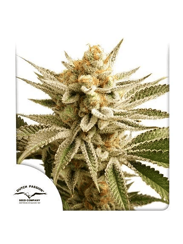 LEMON Z FEM X25-DUTCH PASSION 1