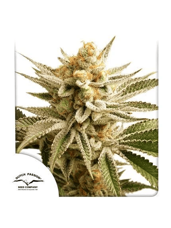 LEMON Z FEM X25-DUTCH PASSION 1