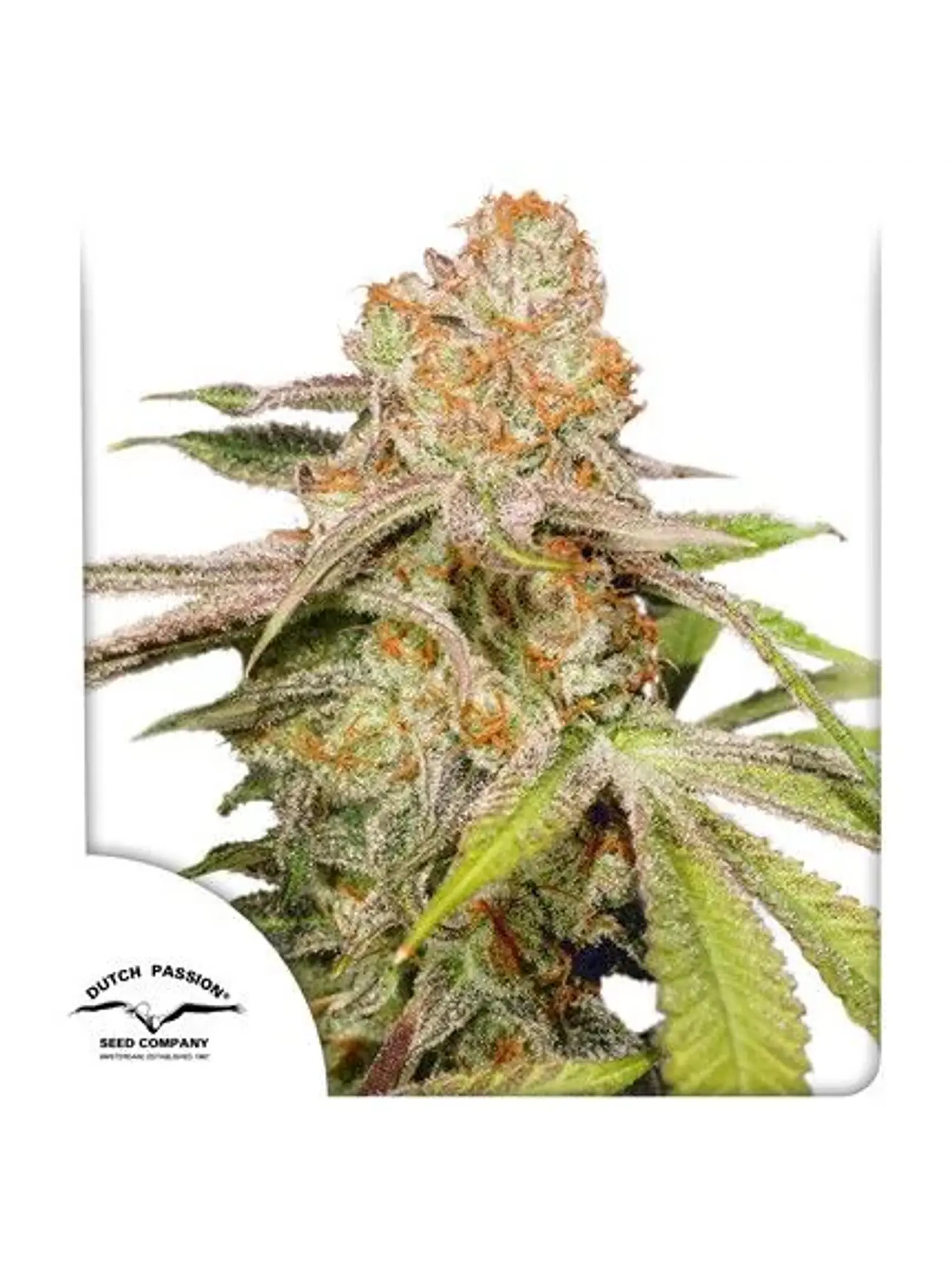 Mac N1 Auto X3-Dutch Passion 1