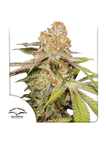 MAC N1 AUTO X3-DUTCH PASSION 1