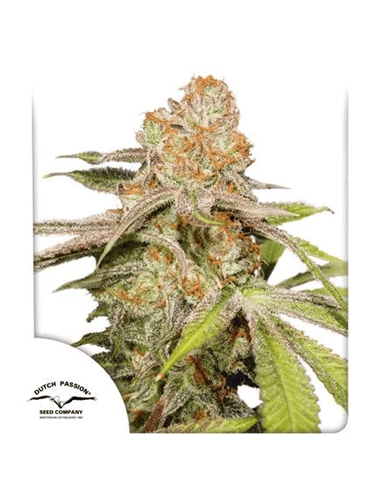 MAC N1 AUTO X3-DUTCH PASSION 1