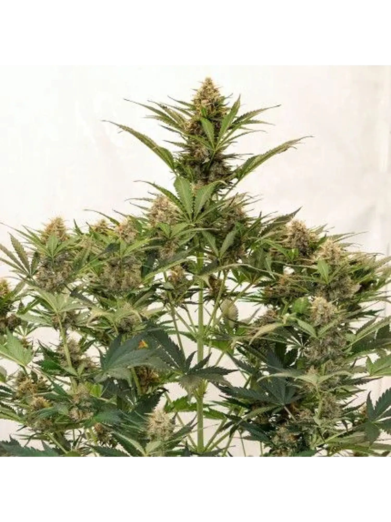 Mac N1 Auto X3-Dutch Passion 2