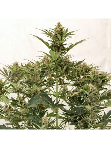 MAC N1 AUTO X3-DUTCH PASSION 2