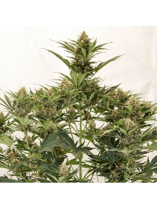 MAC N1 AUTO X3-DUTCH PASSION 2