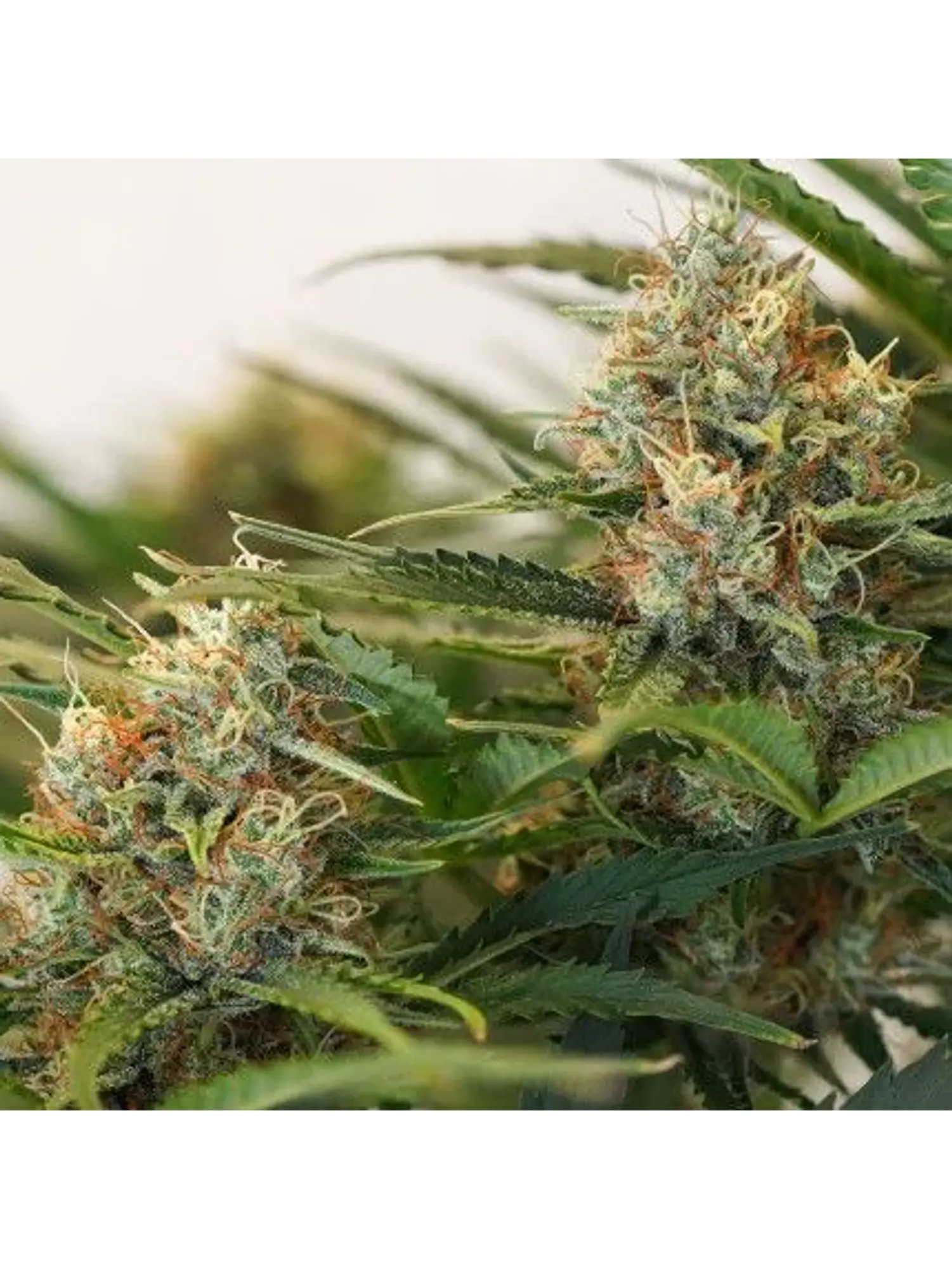 Mac N1 Auto X3-Dutch Passion 3