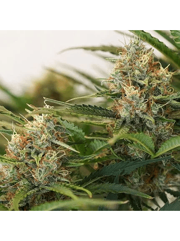 MAC N1 AUTO X3-DUTCH PASSION 3