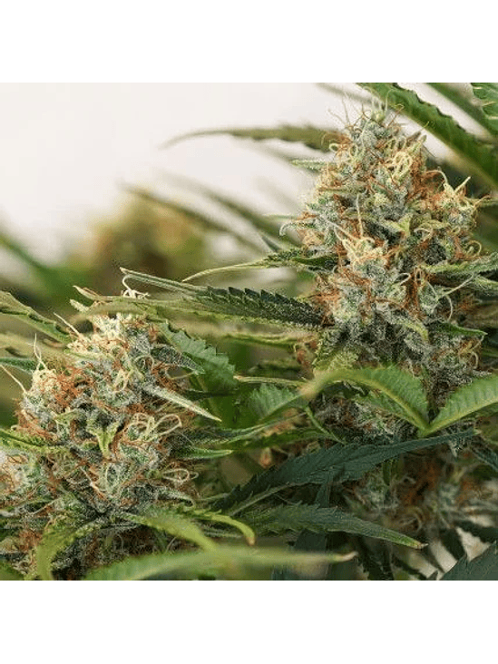 MAC N1 AUTO X3-DUTCH PASSION 3