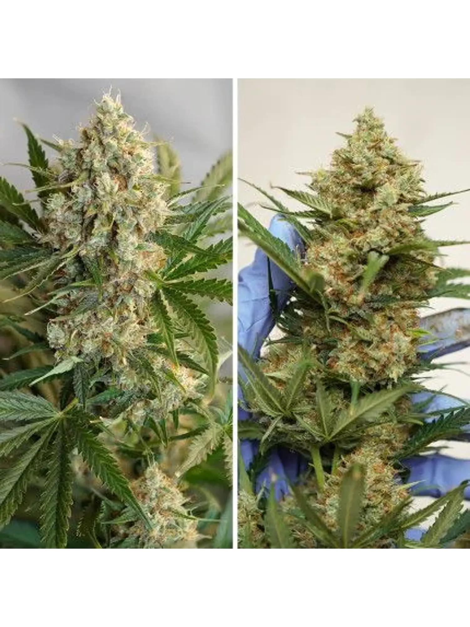 Mac N1 Auto X3-Dutch Passion 4