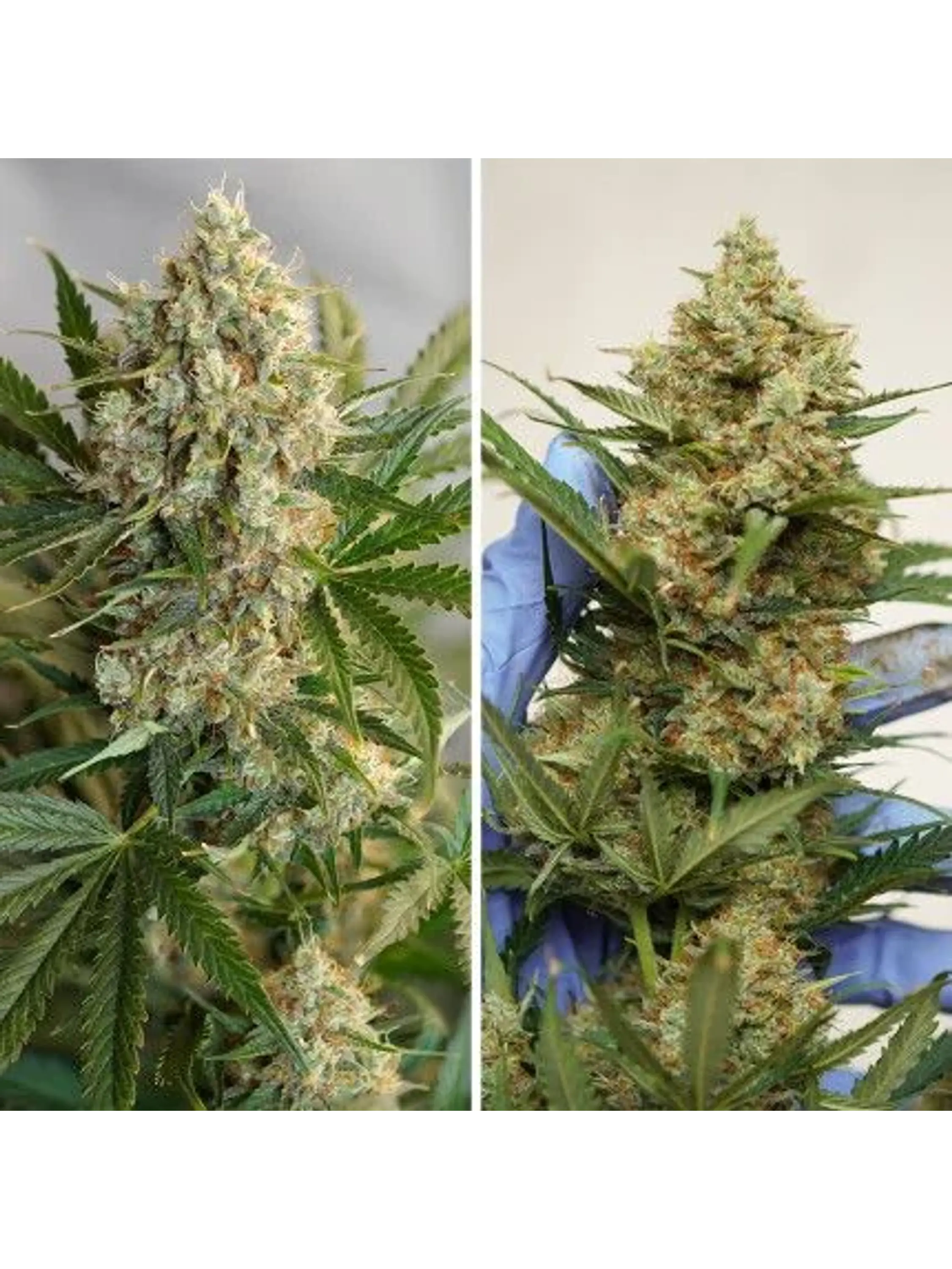 Mac N1 Auto X3-Dutch Passion 4