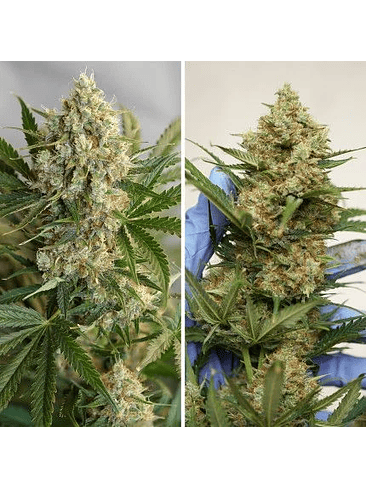 MAC N1 AUTO X3-DUTCH PASSION 4