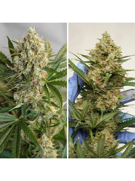 Mac N1 Auto X3-Dutch Passion 4