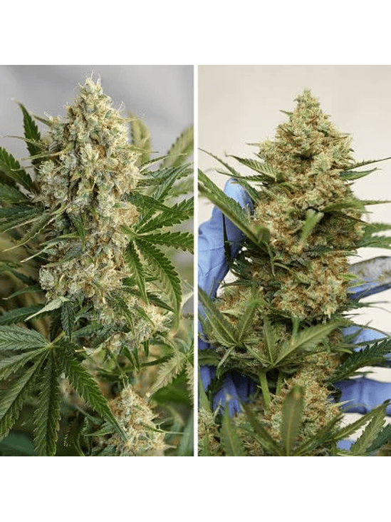 MAC N1 AUTO X3-DUTCH PASSION 4