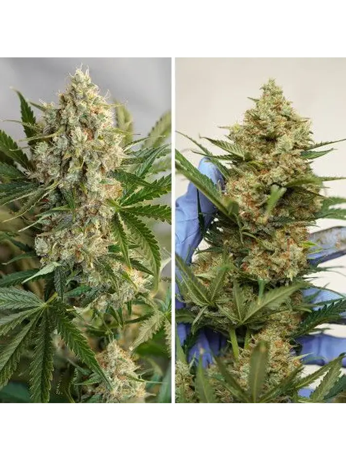 Mac N1 Auto X3-Dutch Passion 4