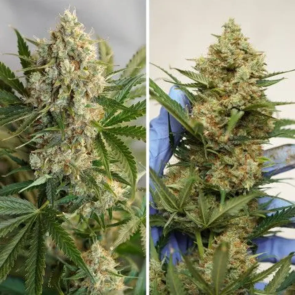 Mac N1 Auto X3-Dutch Passion 4