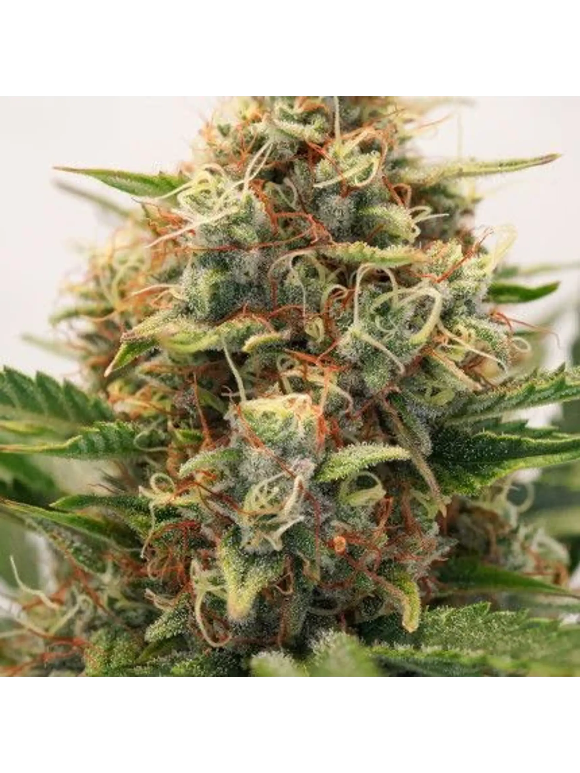 Mac N1 Auto X3-Dutch Passion 5