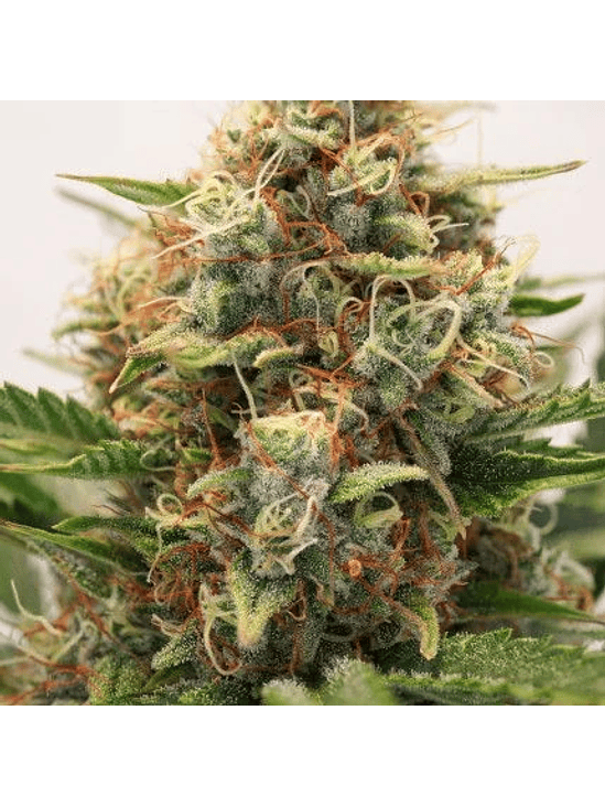 MAC N1 AUTO X3-DUTCH PASSION 5